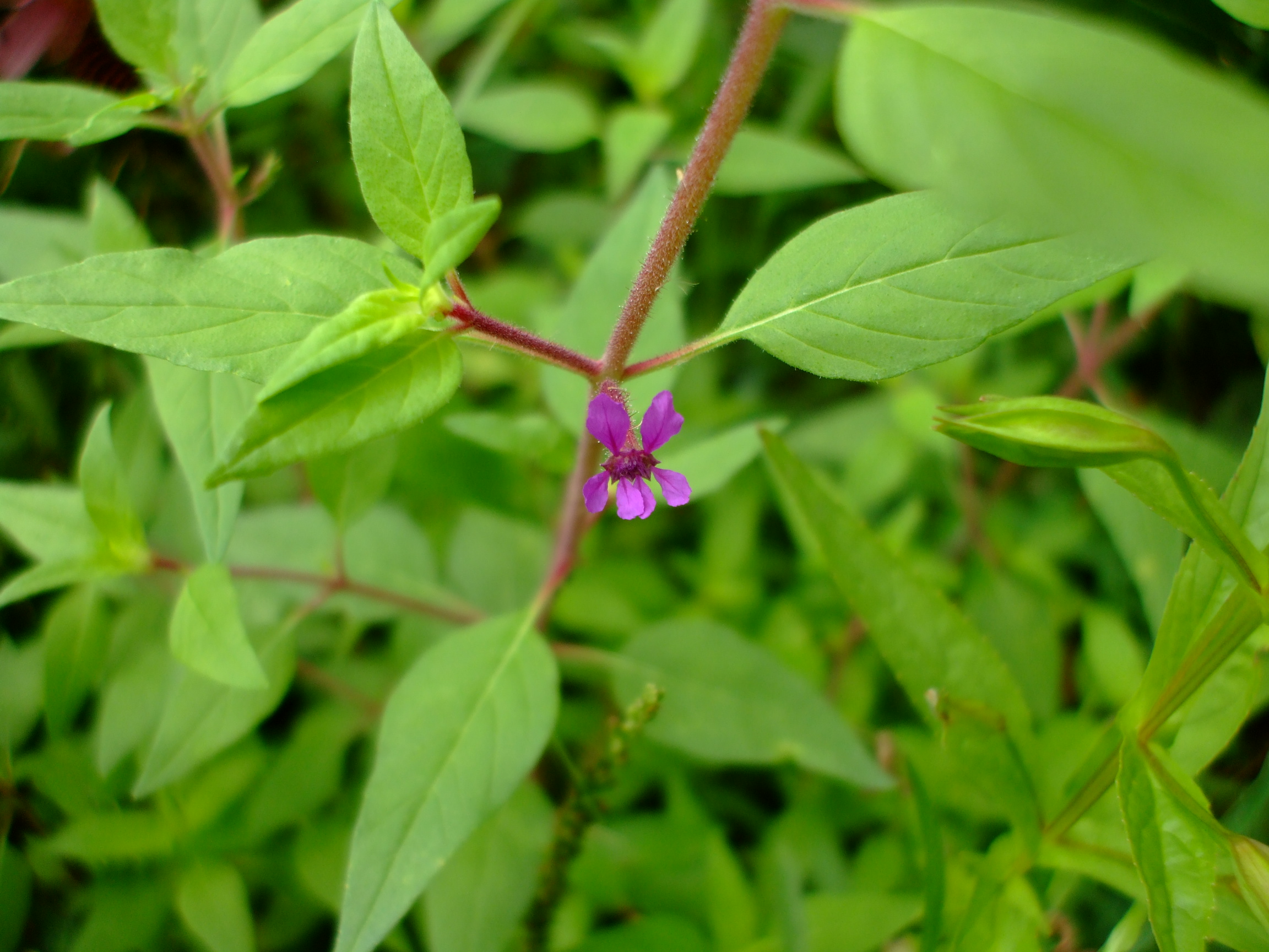 Cuphea viscosissima